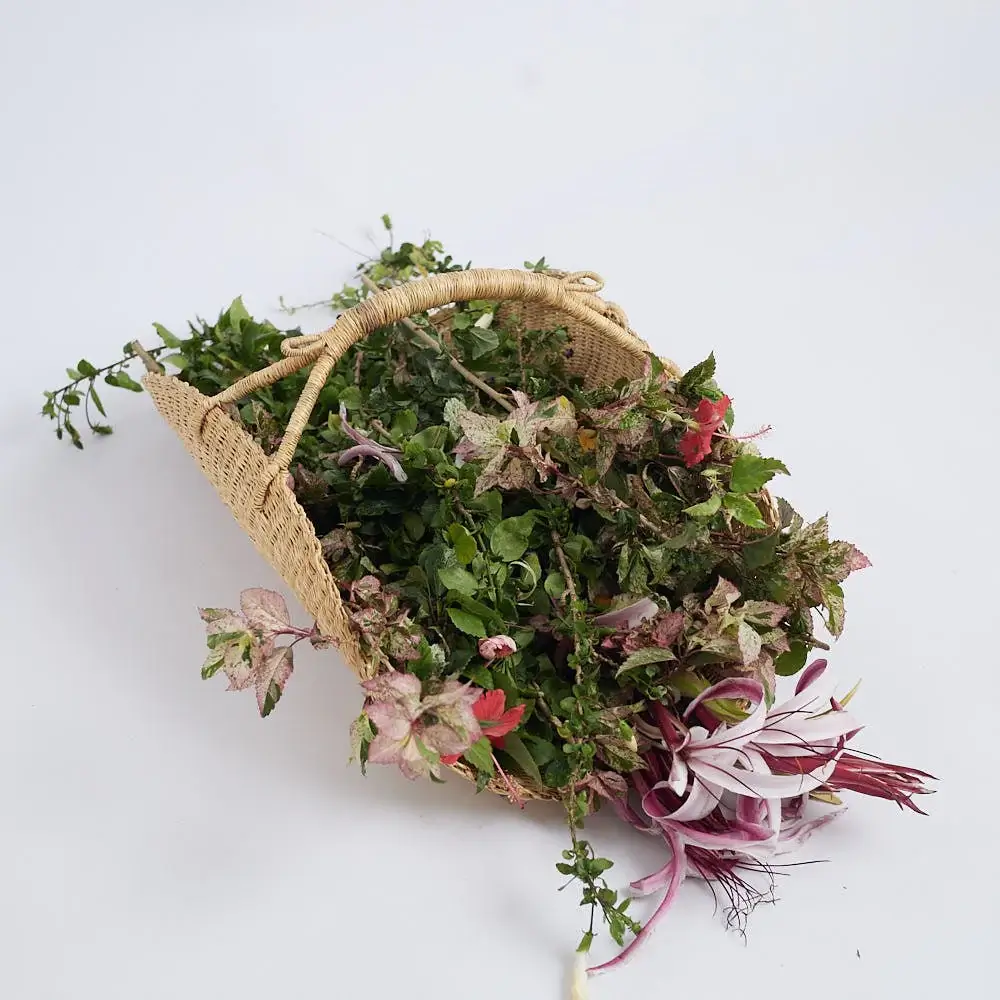 The photograph presents a straw basket overflowing with a vibrant collection of greenery and delicate floral accents, set against a stark white backdrop. The basket, fashioned from woven strands of straw, showcases a textured pattern that suggests a handcrafted quality. Its handle, sturdy and ergonomic, is also wrapped in straw, adding to the rustic charm. The interior of the basket bursts with a diverse array of foliage. Lush green leaves of varying shapes and sizes are interspersed with stems adorned with tiny, bright pink flowers. Adding a touch of whimsy, some leaves display a mottled pattern, combining green with blush tones, creating a painterly effect. Extending beyond the confines of the basket, a few sprigs of greenery cascade downwards, blurring the lines between containment and freedom. Below, at the basket’s base, lies a cluster of exotic flowers. These blooms showcase elongated, curved petals in shades of white and light lavender, accented by a deep burgundy hue. Their long, slender stamens add an element of drama and elegance to the arrangement. The white background serves to amplify the natural colors and textures of the floral arrangement, resulting in a crisp, clean composition that draws the viewer’s attention to the basket’s contents.