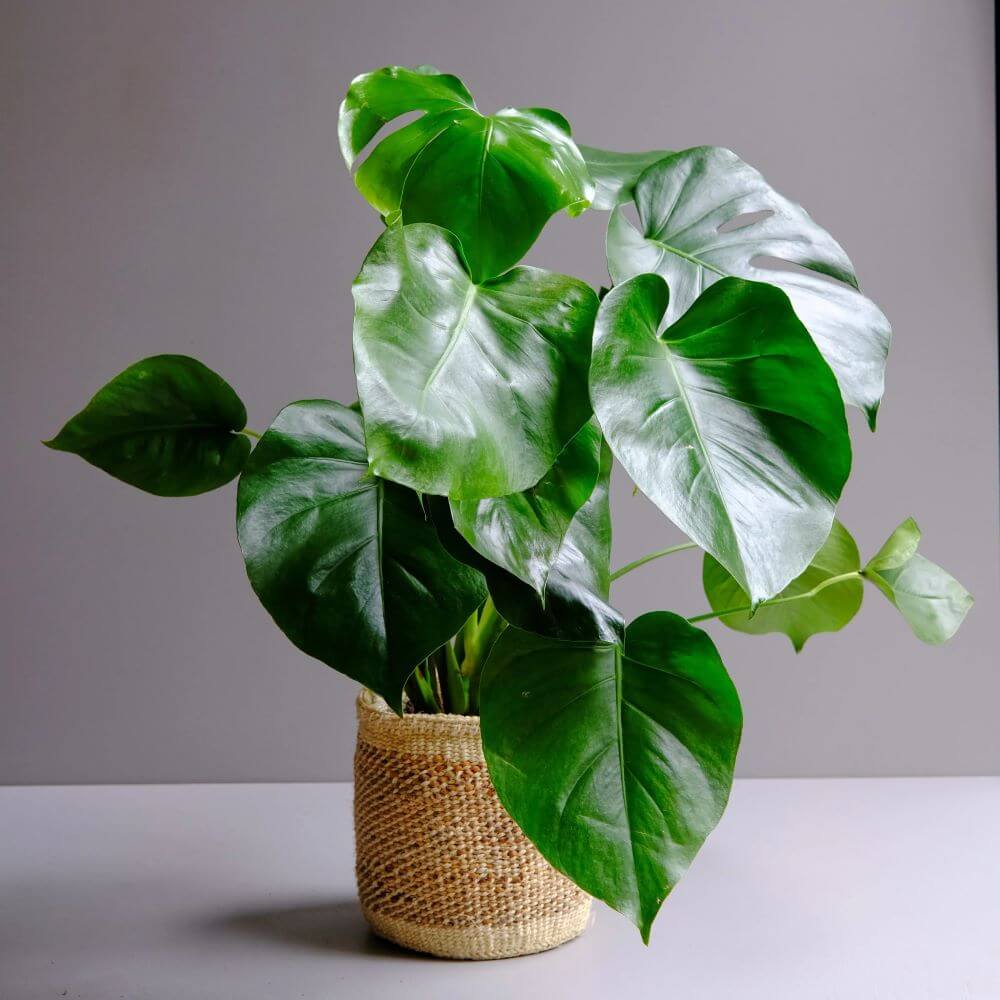 A lush Monstera deliciosa plant is showcased in a full-length shot against a plain, light-grey background. The plant, which appears to be healthy and well-maintained, is potted in a rustic, woven basket that adds a touch of organic texture. The Monstera's foliage is vibrant, with leaves of varying shapes and sizes that dominate the frame. The leaves nearest the viewer exhibit a glossy sheen, suggesting they may have been recently watered or are naturally lustrous. Some of the leaves feature the characteristic splits and holes of a mature Monstera, known as fenestrations. These openings allow light to filter through to the lower leaves in a natural habitat. The woven basket that houses the plant is cylindrical, displaying a simple, geometric pattern typical of handcrafted items. Its neutral color and textured surface contrast nicely with the smooth, green leaves of the Monstera. The composition of the shot is well-balanced, with the plant taking center stage, while the background and tabletop provide a subdued setting that does not distract from the greenery. The lighting in the photograph is soft and even, highlighting the natural colors and textures without causing harsh shadows.