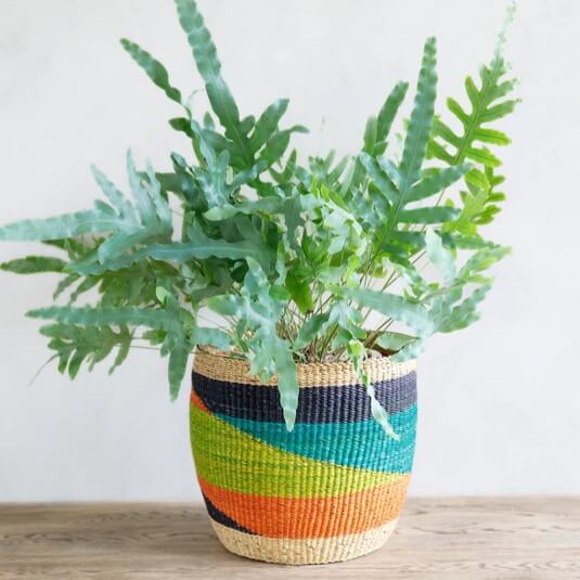 A moderately high-angle, medium shot presents a potted plant on a wooden surface against a plain white background. The plant, featuring light green, textured leaves with jagged edges, stands out against the pale backdrop. The plant is housed in a multi-hued, cylindrical woven planter basket. The pot's lower stripes are orange and tan, transitioning to green, teal, and finally, navy blue stripes near the top. The arrangement sits squarely on a light brown wooden surface, its plainness contrasting with the pot's vibrant design. The stark white background frames the plant and pot, creating a clean, minimalist aesthetic. The lighting is soft and diffused, enhancing the natural color palette of the subject.